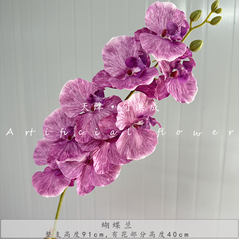 프랑스 호접란-보라색