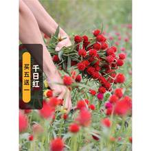 大花千日红种子50粒火球花种籽长花期可干切花庭院阳台盆栽春季播