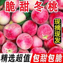 【今日优选】冬桃现摘脆甜蜜雪冬桃毛桃新鲜水果批发非黄桃水蜜桃