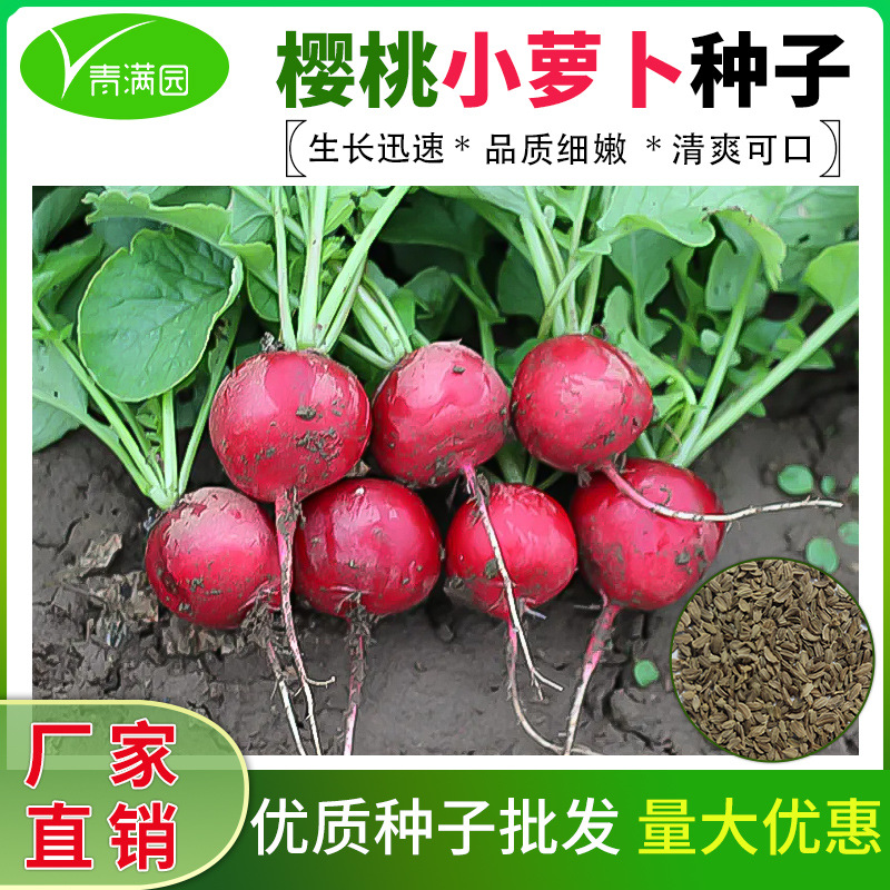 批发樱桃萝卜种子脆甜多汁农田菜园阳台盆栽小红丁圆萝卜种子籽