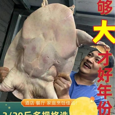 超大珍珠鳖正宗外塘大甲鱼高营养高蛋白珍珠鳖大甲鱼食用|ru