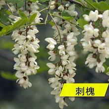 ̻Nʳ󻱘Ѱ׻뻱o¹ľGԴݷN