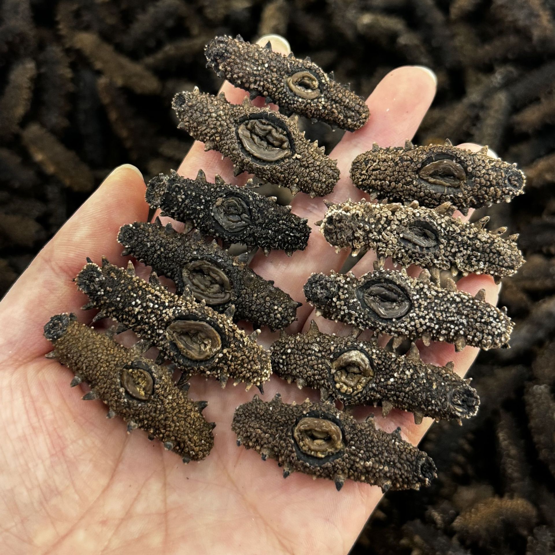 北方淡干辽参大连海参干货高泡发底播国标辽参淡干