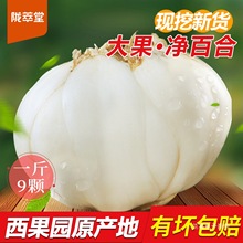 陇萃堂鲜百合三头皇500g兰州特产农家真空甜百合新鲜百合干食用