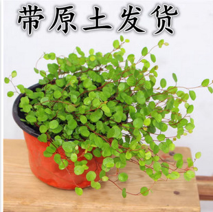 ǧ�~�m���Ի���鼆���m�^�~ֲ������������Gֲ�ļ��������