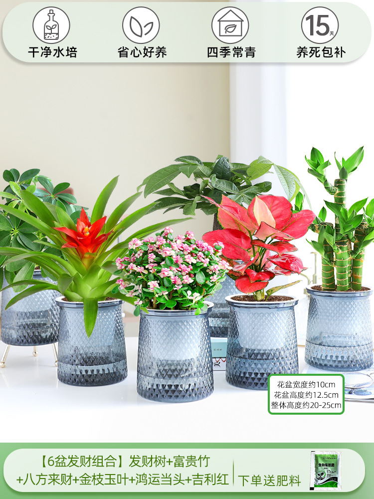[6 화분 행운 조합] 돈나무 + 행운의 대나무 + 사방에서 오는 부 + 금가지와 옥잎 + 행운 + 상서로운 빨간색