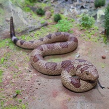 �������ģ��ܛ�z���R�ߴ������β���S�����������f�}�����M���