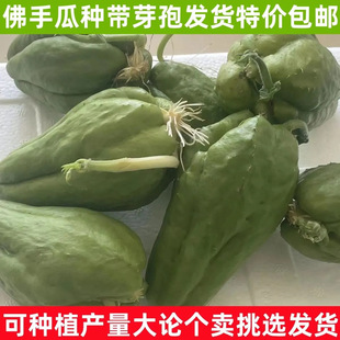 ���ֹϷN��ѿ�l؛��횹ϹϷN�ɷN�׳ɻ���ϷN�؃r���r�߲�