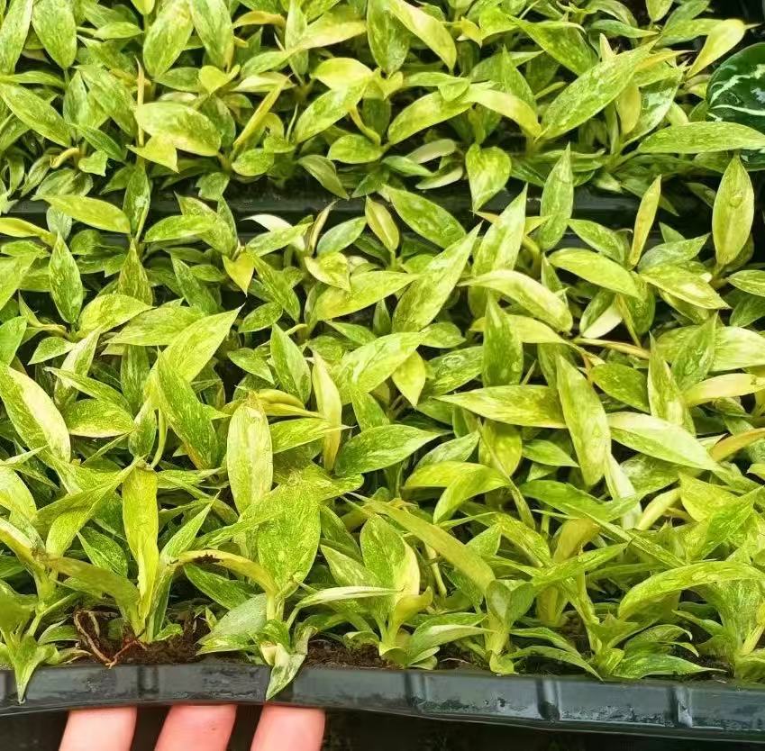 微信图片_20250616101625