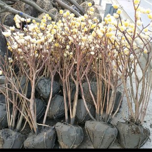 ͥԺֲ��Y����Y�㻨��Y���С���������Y���������������