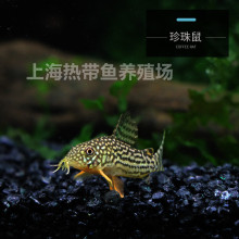 ����������~���w�^�p�~�����~�坍�����~�ח��ݸ׳���Ꭷ�~���l