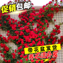 ���l�Nޱ�����ٱ��¼��󻨝���ͥԺ����ֲ�ﻨ�������̨õ��