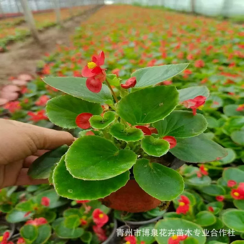 Четыре сезона бегонии с цветочными бутонами в горшках