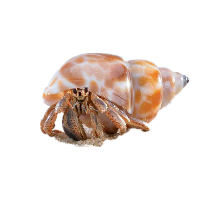口径0.3-4cm カニ交換用シェル 天然巻貝 水槽水硬度調整 ph 硝化菌ビーンズ|undefined