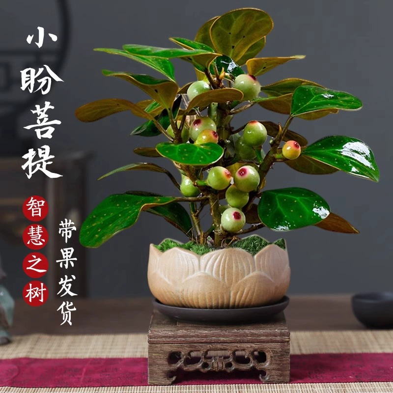 Легко ухаживаемое зеленое растение, маленький бонсай из инжира с фруктами, настольное украшение в китайском стиле дзен для творчества в помещении.
