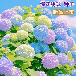 ���򻨷N�ӟo�M�Ľ��򻨻��N���Ӷ����������׻�����ͥԺ�ļ��Nֲ