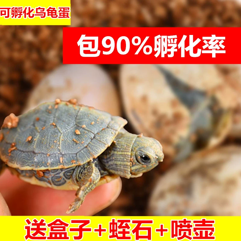 Источник фабрика вылупление черепаха яйцо черепаха бразильская черепаха яйцо маленькая черепаха живые Часы Домашнее Животное Черепаха оплодотворенное яйцо жить