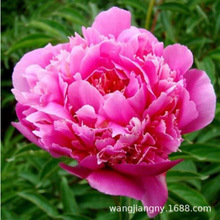 ����õ���ذ��^�p��ș���玧ѿ�N���ͺ��҃�����ͥԺ�ļ��׻�ֲ��