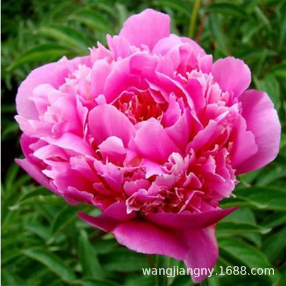 伊藤玫瑰重瓣观赏芍药花苗带芽种根耐寒室内盆栽庭院四季易活植物