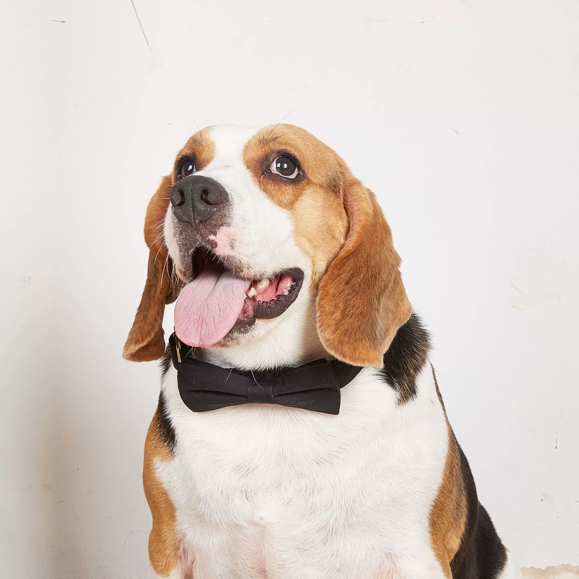 Производитель спот новый трансграничный хлопок черный свадебный воротник для животных в западном стиле