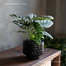 【5331人收藏】白犀牛海芋ins风网红进口艺术绿植盆栽阳台桌摆净