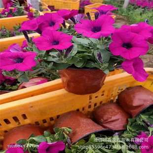 Qingzhou Base Wholesale Morning Glory Two-Color Pot Petunia Park Flower Belt Greening Seedlings Blooming Multi-Color Morning Glory