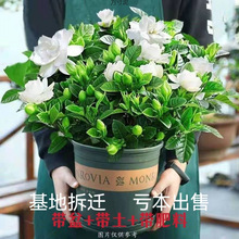 �d�ӻ������҃ȾGֲ�ļ��_��ˮ����