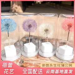 永遠のタンポポのドライフラワー標本、包装付き、永遠の花の接着剤、手作りの DIY 花の装飾品、装飾工芸品
