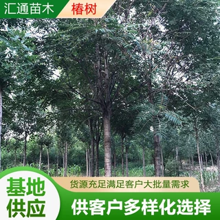 椿树臭椿树自有苗圃 工程绿化小区绿化用树 规格多样厂家定制