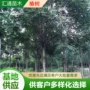 定制小区工程绿化苗圃