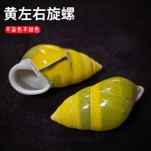 天然海螺贝壳黄左右旋螺 蜗牛螺 卷贝鱼寄居蟹替换壳鱼缸水族造景