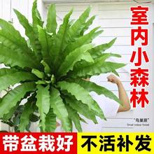 鸟巢蕨盆栽大苗铁线蕨蕨类植物办公室内客厅观叶绿植四季常青好养