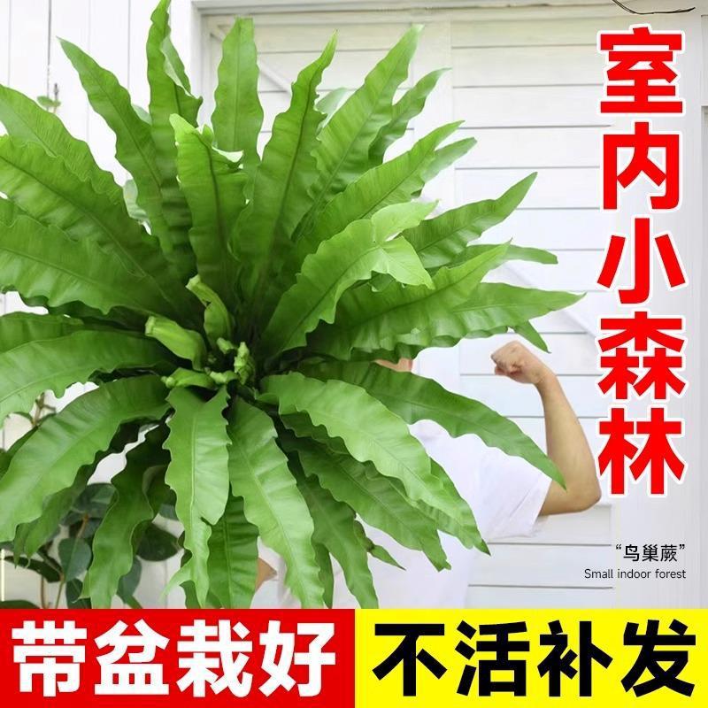 鸟巢蕨盆栽大苗铁线蕨蕨类植物办公室内客厅观叶绿植四季常青好养