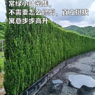 ����Gֲ������G�h���� ֱ����������ͥԺ�G�h�쾰ֲ�� ����h��