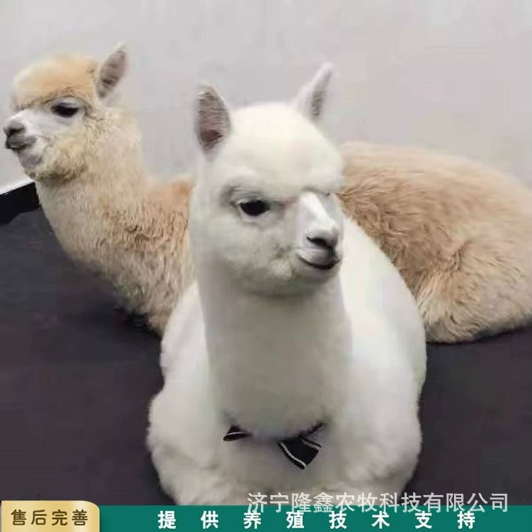 Прокат выставочный дисплей питания Альпака Pet Show производительность, где есть мероприятия ПЭТ-шоу переработка Альпака цена