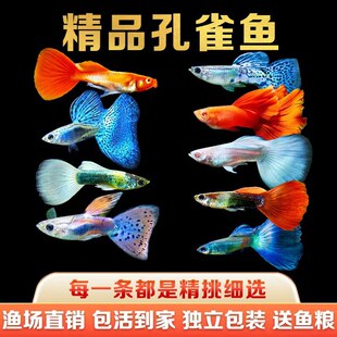 ��ȸ�~���N�Pβ�^�p�~С�͟Ꭷ�~���w����ˮ���B���~С�~̥���~��