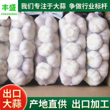 大蒜出口加工普白大蒜 红蒜 保鲜大蒜山东金乡产地批发 纯白大蒜