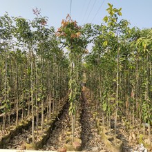 2202基地批發 供應 陰香 種苗 0.5-2.5米高 天竺桂 造林植樹袋苗