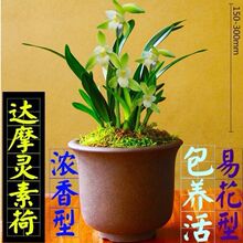 矮种浓香型 达摩灵素荷 兰花 建兰 室内盆栽 花卉