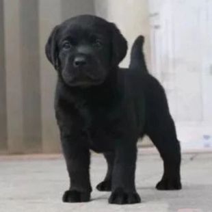 ���N��ë��Ȯ���w��Ǽ� ��ë���w������Ȯ ���B���^��ëȮ����