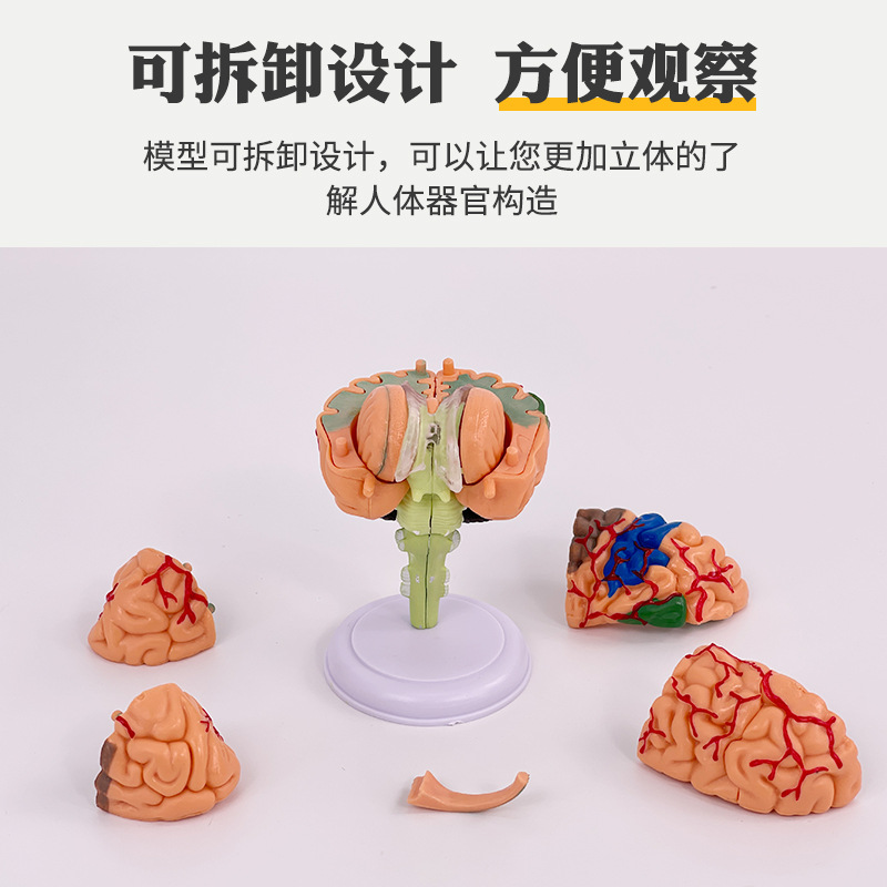 Rompecabezas de montaje de juguete órgano humano montaje modelo cerebro modelo 4D cerebro montaje modelo enseñanza medicina