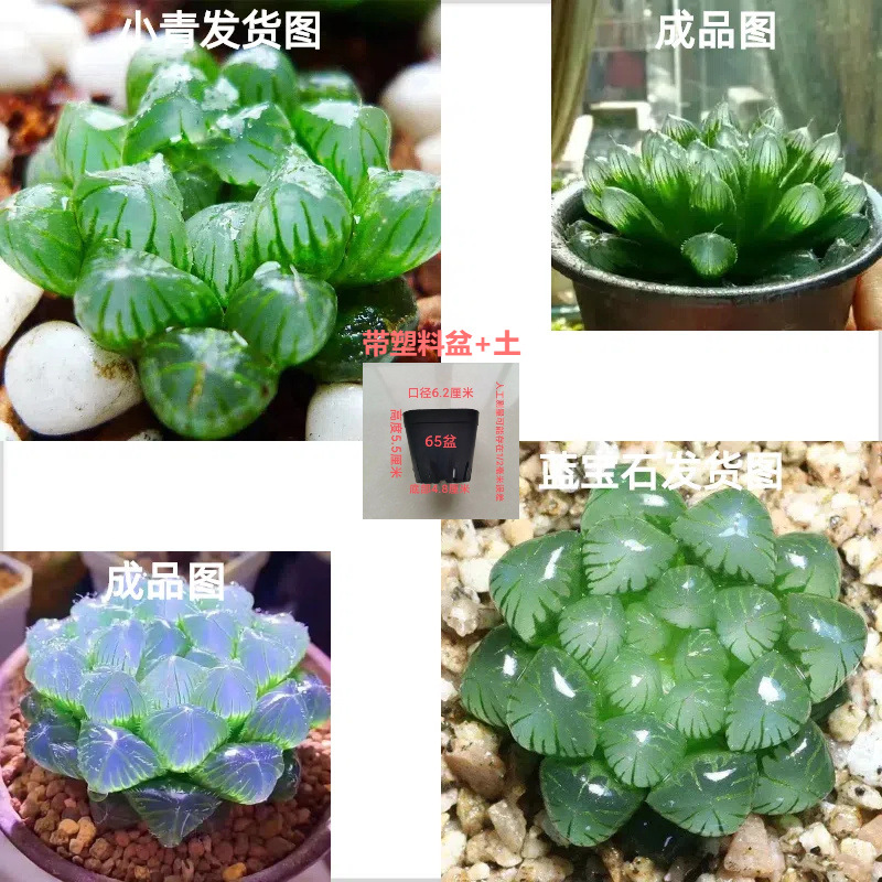 Xiaoqing + 사파이어 [조합] 의미: 축복이 가득함