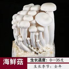 ���N�ҷNĢ��������ͥ�҃ȷNֲʳ�þ�����������