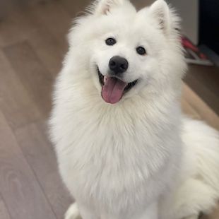 纯种萨摩耶幼犬活体微笑天使萨摩耶雪橇犬幼崽家养白色萨摩耶活物-阿里巴巴