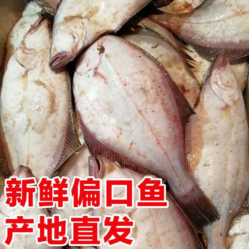 新鲜偏口鱼烟台大连渤海湾长脖偏口鲜活速冻深海鱼肉质鲜美煎炸炖