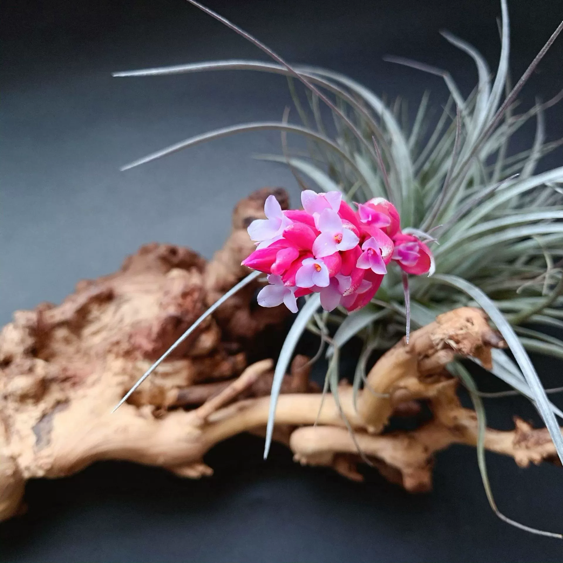 Базовая доставка воздуха Ананас Хьюстон Мейхуа сорта Yi Qunsheng