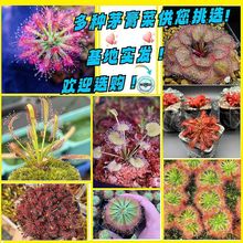 ʳ�xֲ��é��˲��x��ʳ�x�����ԾGֲ���x��Ȥζճ��ֲ���N��