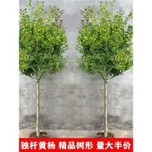 ���U�S�����e��ͥԺ�����辰�ͺ��ļ������׳ɻ�С�~�����S����