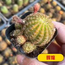 �����Ƕ��M���ײ��[�P�����ֲ�����Ծ�β�������̨��̖