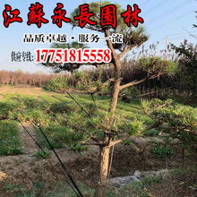 常年供应 造型黑松庭院种植装饰点缀四季常青规格齐全黑松树苗